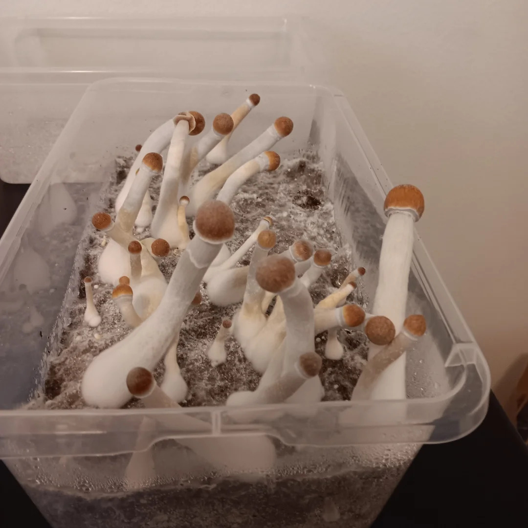 Blue Magnolia Mushroom